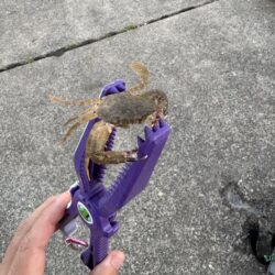 福井キス釣査
