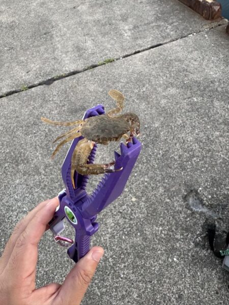 福井キス釣査