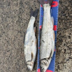 穴水町フカセ釣り