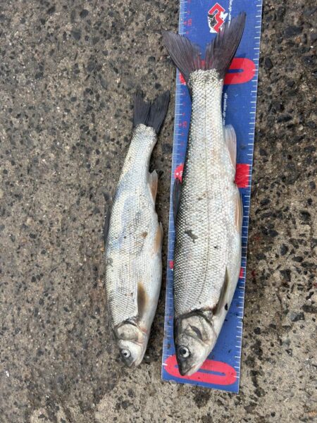 穴水町フカセ釣り
