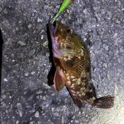 釣れました^_^