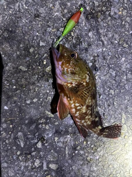 釣れました^_^