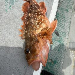 銚子沖、イワシ泳がせ