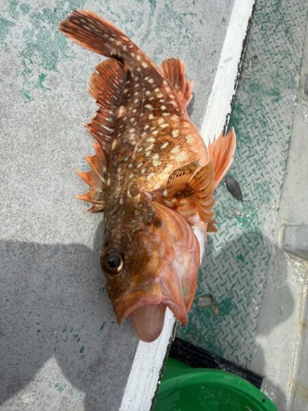 銚子沖、イワシ泳がせ