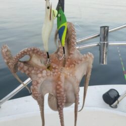 タコ釣り！
