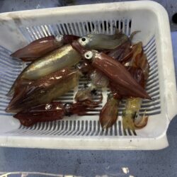 シロイカ釣り｜久幸丸の深夜便で竿頭ゲット
