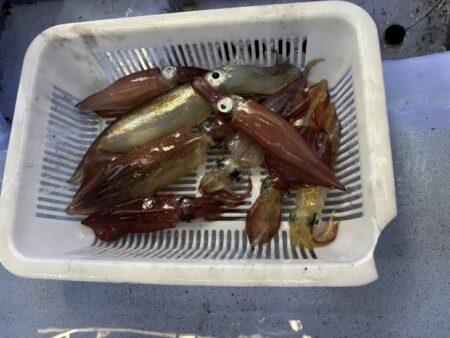 シロイカ釣り｜久幸丸の深夜便で竿頭ゲット