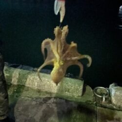 ブランドたこさん