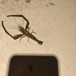 テナガエビ✕夜釣り