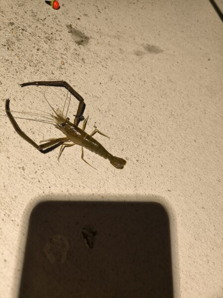 テナガエビ✕夜釣り