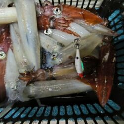 イカメタルで数釣り
