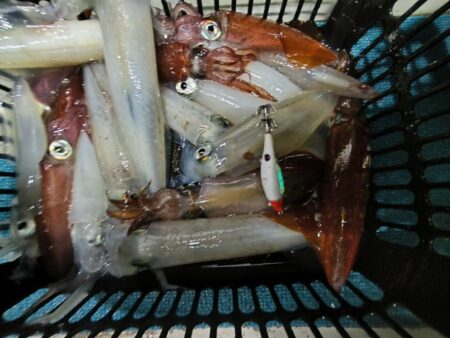 イカメタルで数釣り