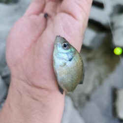 外来生物かわしてテナガエビ