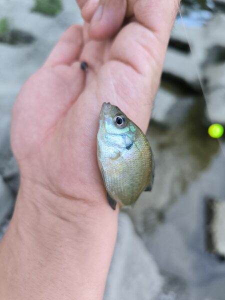 外来生物かわしてテナガエビ