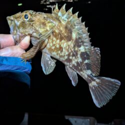 根魚