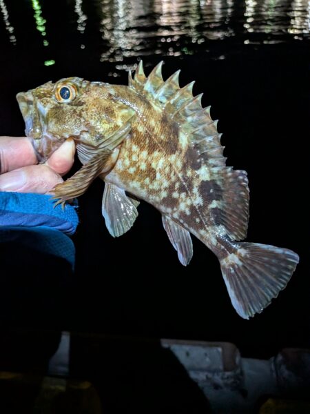 根魚