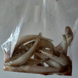 三重釣行3