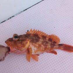念願の沖メバル