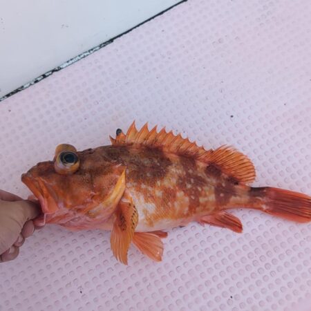 念願の沖メバル