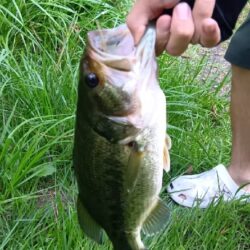 野池でバス釣り