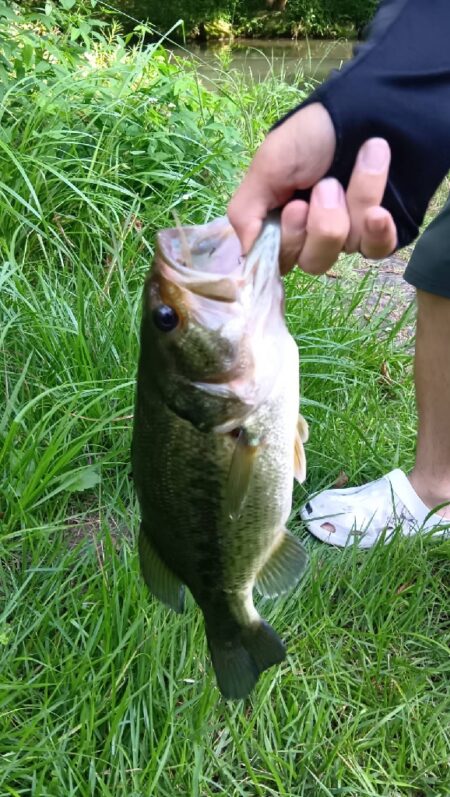 野池でバス釣り