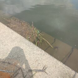 ひさびさの鯉釣り