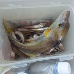 キス釣り
