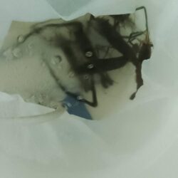 エビ釣り〜まだまだ