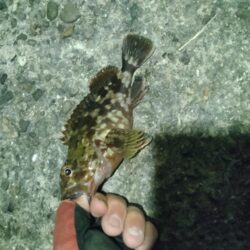 ガシラッシュ