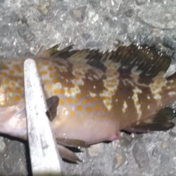 ガシラ