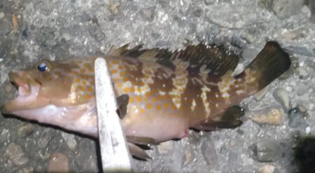 ガシラ