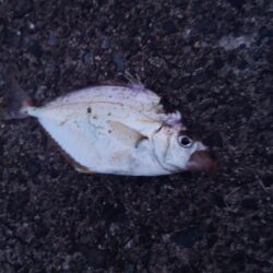 キス釣り