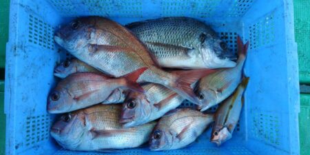 泉州丸　釣果