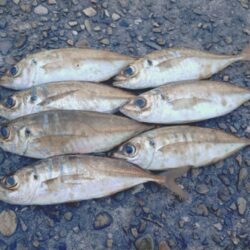 久しぶりのフロートアジング🎣