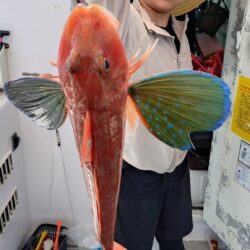 真夏のタイラバ