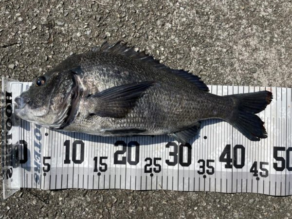 イチノ兄弟、釣果！