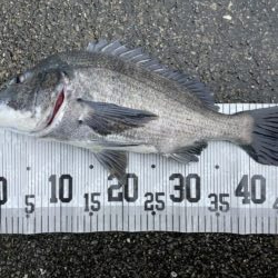 イチノ兄弟、釣果!