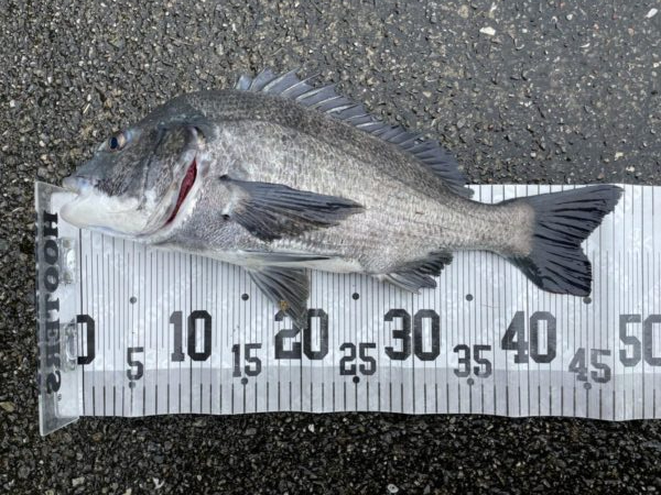 イチノ兄弟、釣果!