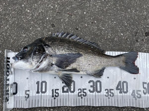 イチノ兄弟、釣果！