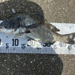 イチノ兄弟、釣果！