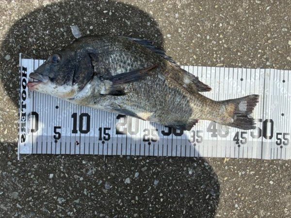 イチノ兄弟、釣果！