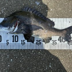 イチノ兄弟、釣果!