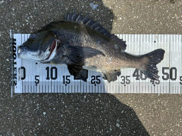 イチノ兄弟、釣果!