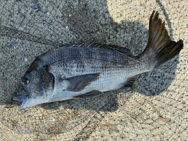 イチノ兄弟、釣果！