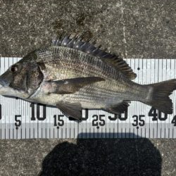 イチノ兄弟、釣果！