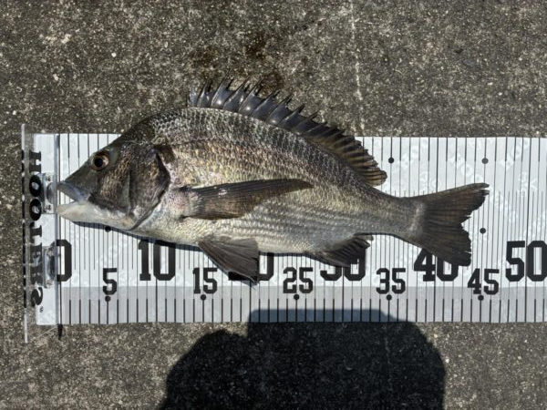 イチノ兄弟、釣果！