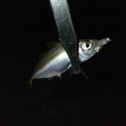 リベンジ成功