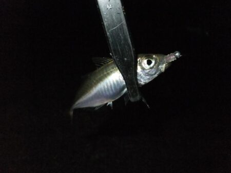 リベンジ成功