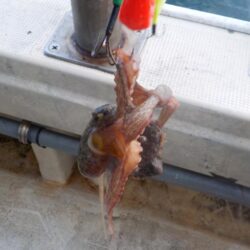 タコ第3戦〜盛和丸・数は少ないけれど良型〜