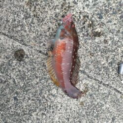 久しぶりの好釣果